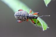 Otiorhynchus geniculatus