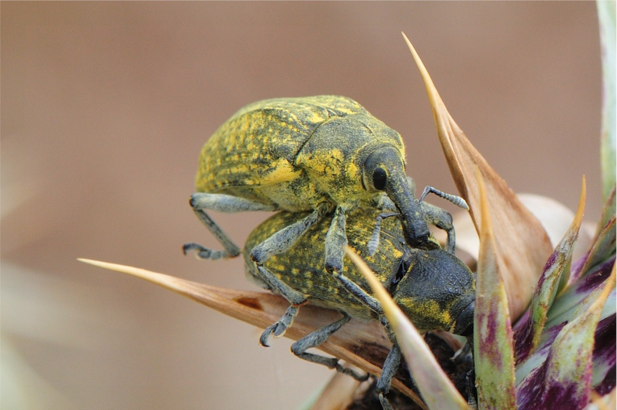 Larinus sturnus