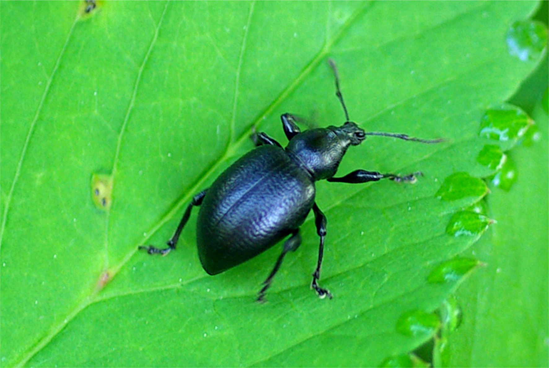 Otiorhynchus tenebricosus