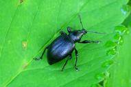 Otiorhynchus tenebricosus