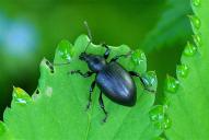 Otiorhynchus tenebricosus
