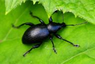 Otiorhynchus tenebricosus