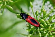 Ampedus sanguinolentus