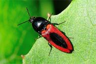 Ampedus sanguinolentus