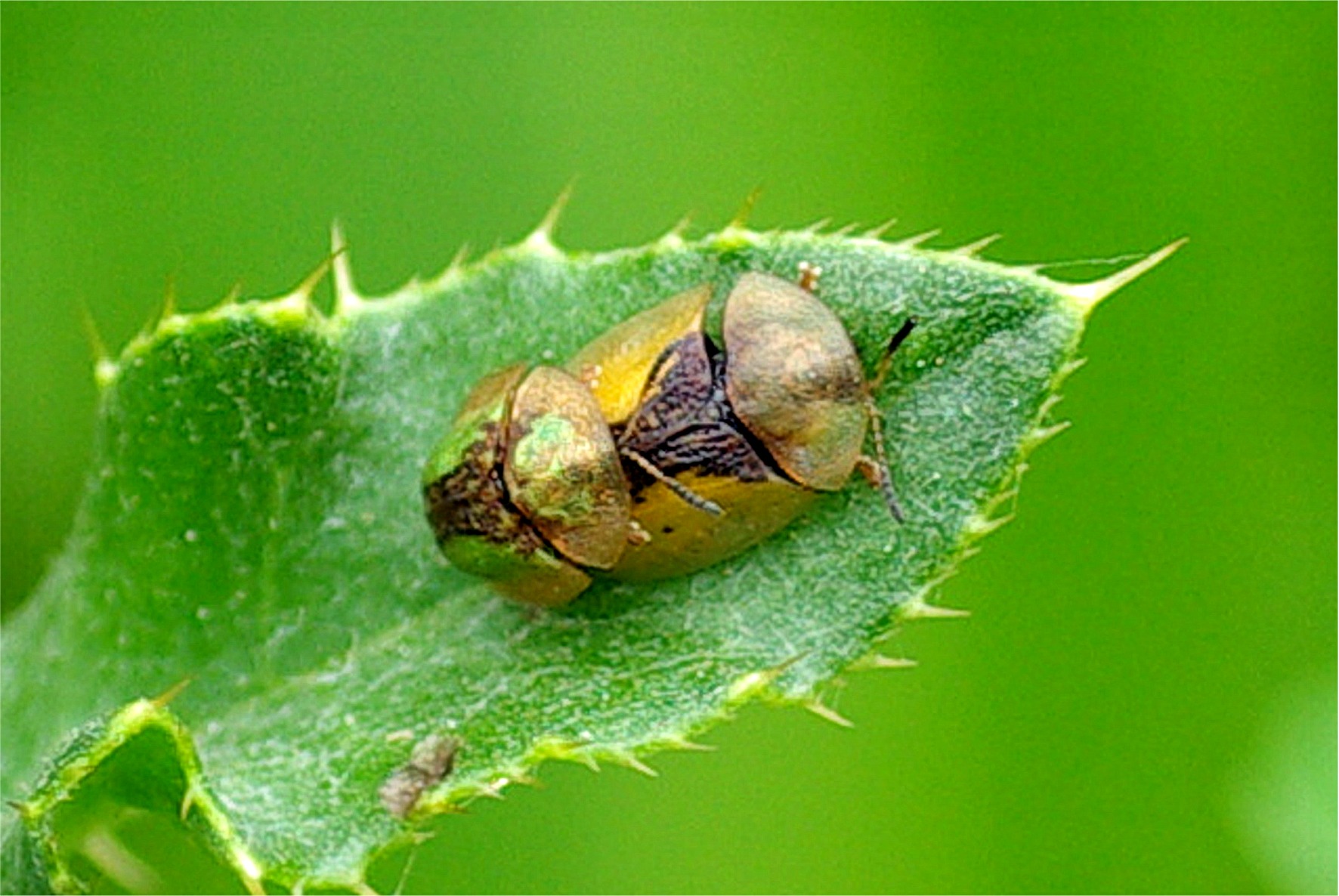 Cassida vibex