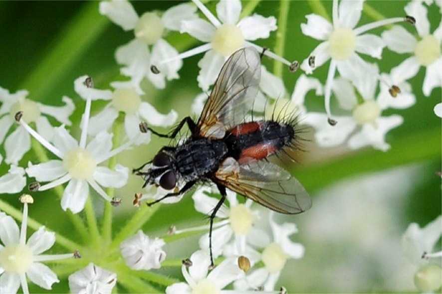 Eriothrix rufomaculatus