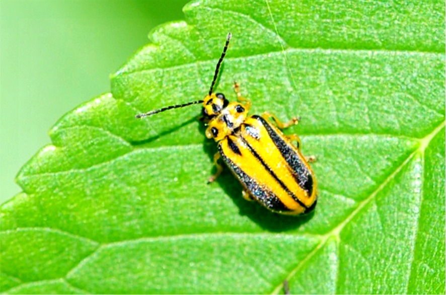 Xanthogaleruca luteola