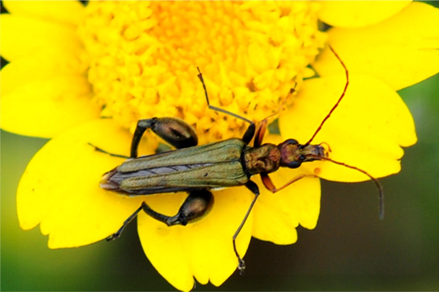 Oedemera flavipes