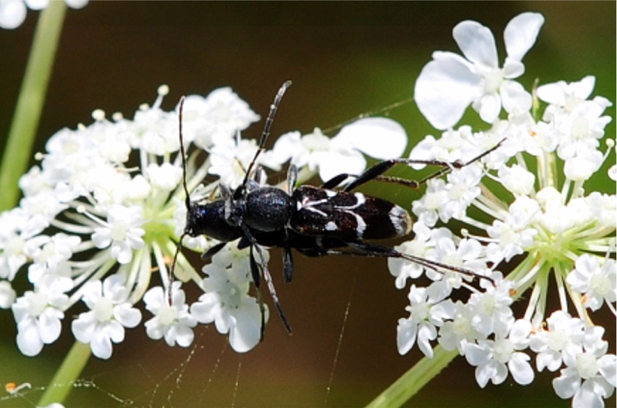 Chlorophorus sartor