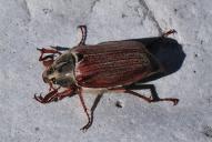 Melolontha melolontha