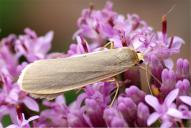 Eilema lurideola