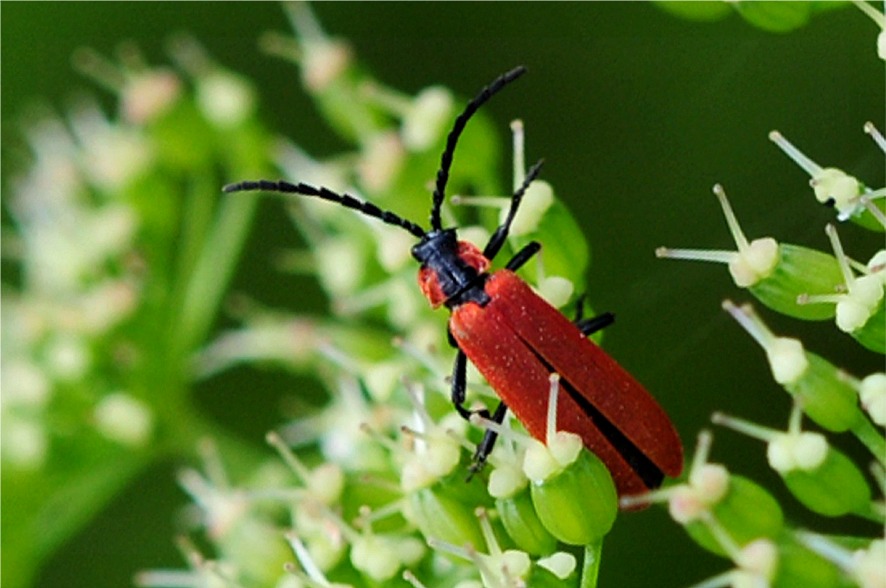 Lygistopterus sanguineus