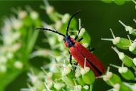 Lygistopterus sanguineus