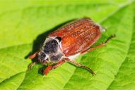 Melolontha melolontha