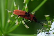 Lygistopterus sanguineus