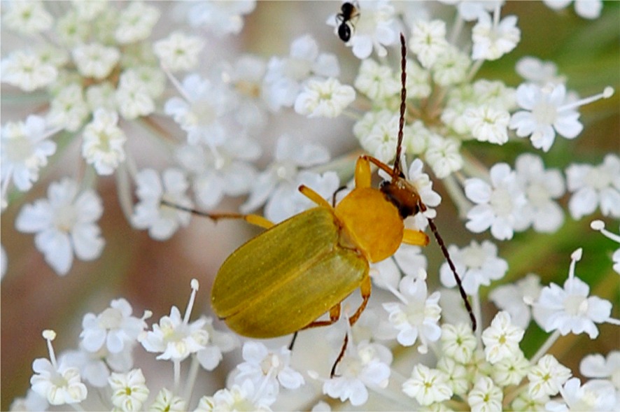 Cteniopus flavus