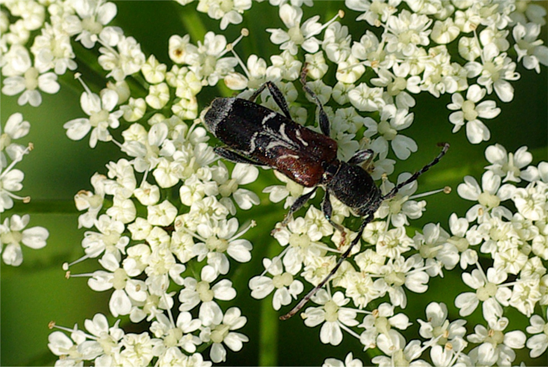 Anaglyptus mysticus