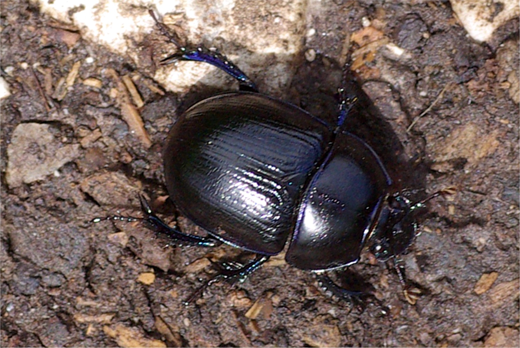 Anoplotrupes stercorosus