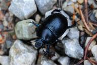 Anoplotrupes stercorosus