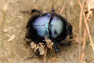 Anoplotrupes stercorosus