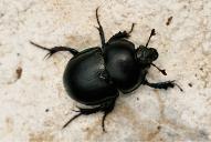 Anoplotrupes stercorosus