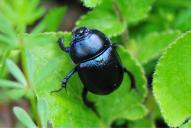 Anoplotrupes stercorosus