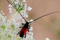 Purpuricenus budensis