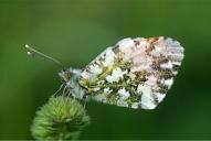 Anthocharis cardamines