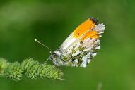 Anthocharis cardamines