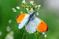 Anthocharis cardamines