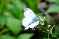 Anthocharis cardamines