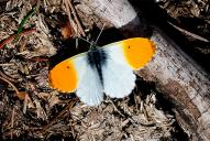 Anthocharis cardamines