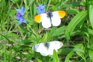 Anthocharis cardamines