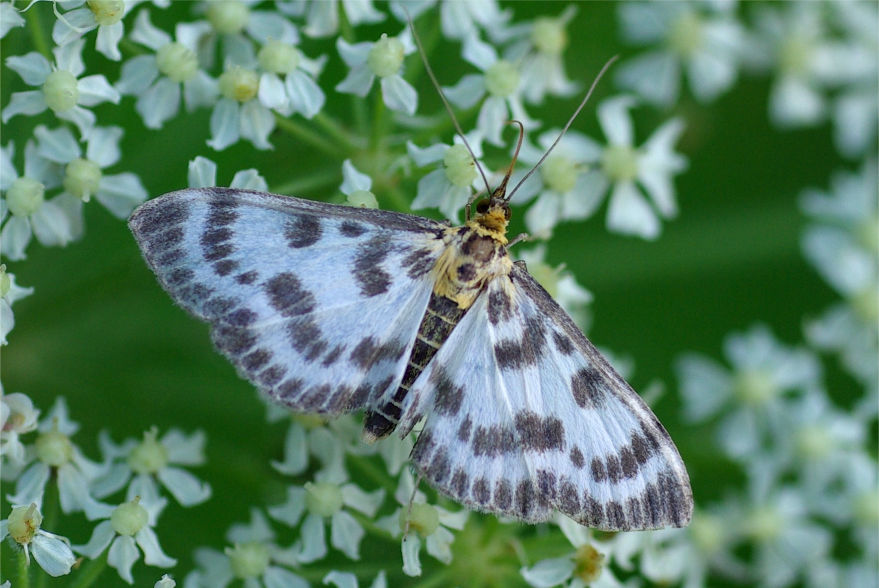 Anania hortulata