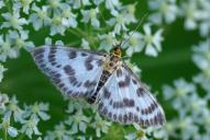 Anania (Eurrhypara) hortulata