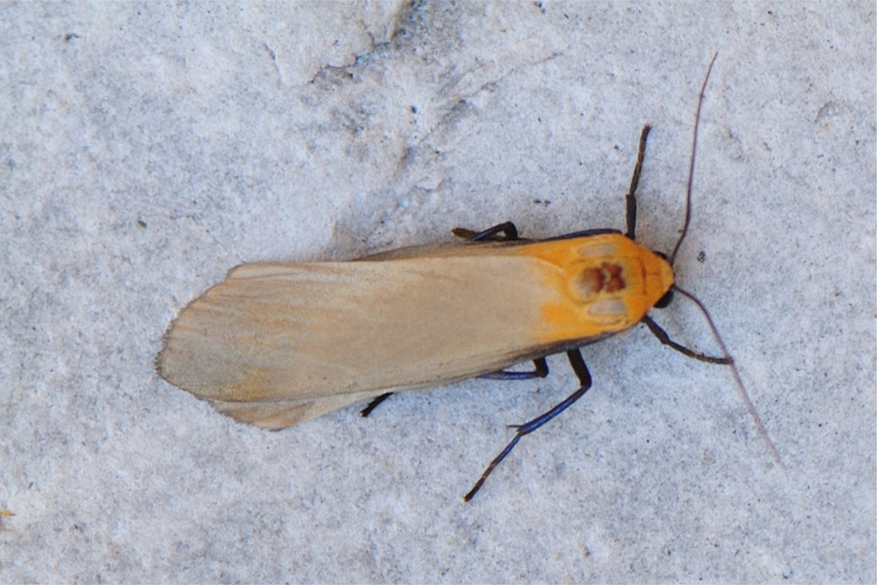 Lithosia quadra