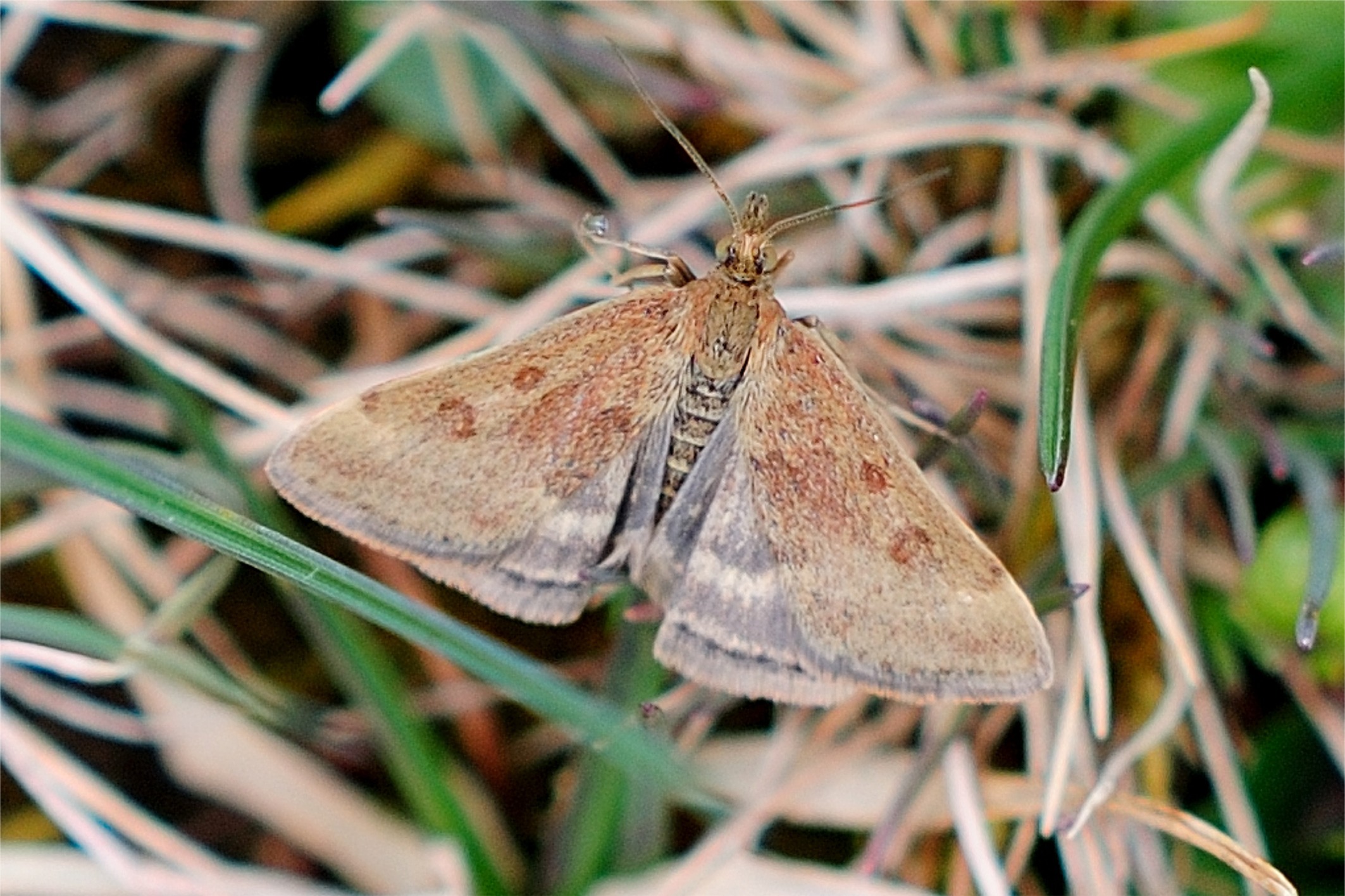 Pyrausta despicata