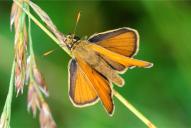 Thymelicus sylvestris