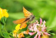 Thymelicus sylvestris