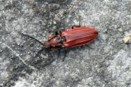 Anostirus purpureus