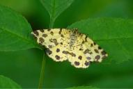 Pseudopanthera macularia