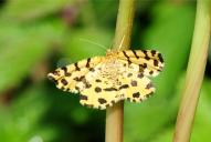 Pseudopanthera macularia