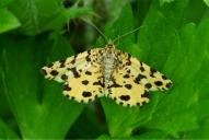 Pseudopanthera macularia