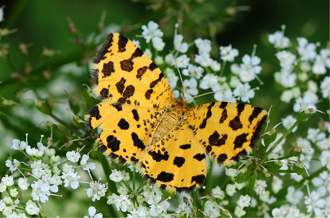 Pseudopanthera macularia