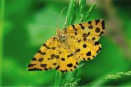 Pseudopanthera macularia