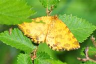 Pseudopanthera macularia