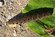 Deilephila elpenor (Raupe)