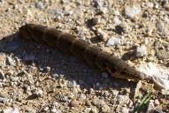 Deilephila elpenor (Raupe)