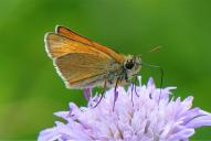 Thymelicus sylvestris