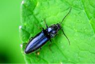 Hemicrepidius niger / hirtus